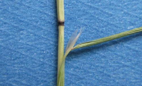 Figure 2. Reddish-black node and long, membranous ligule of ventenata. Photo by Tim Prather, University of Idaho.